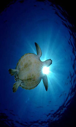 Green Turtle